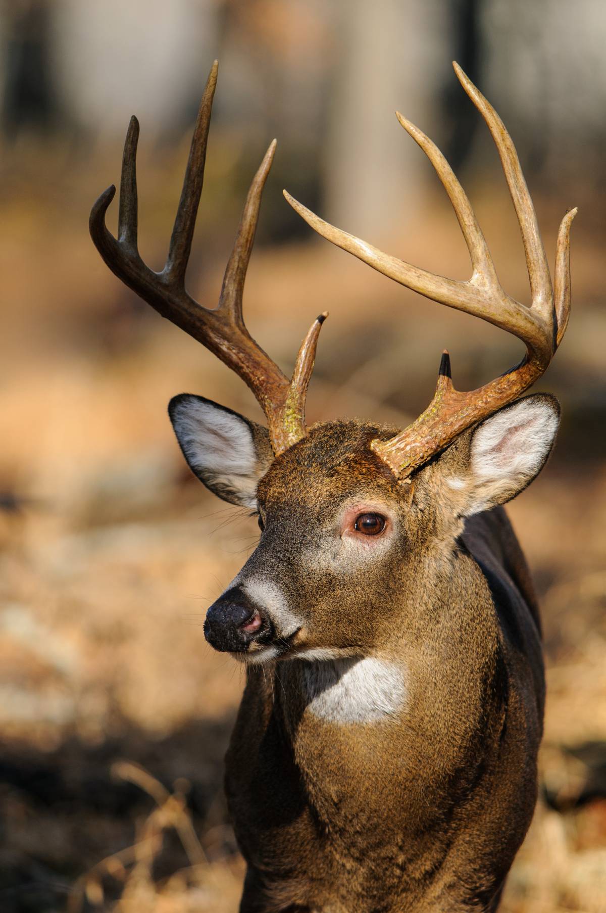 buck